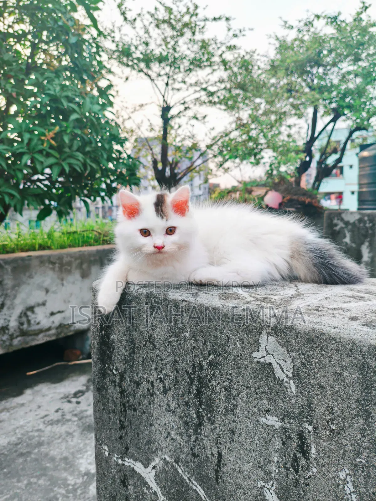 1-3 Months Male Purebred Persian Kitten