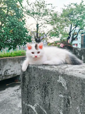 1-3 Months Male Purebred Persian Kitten