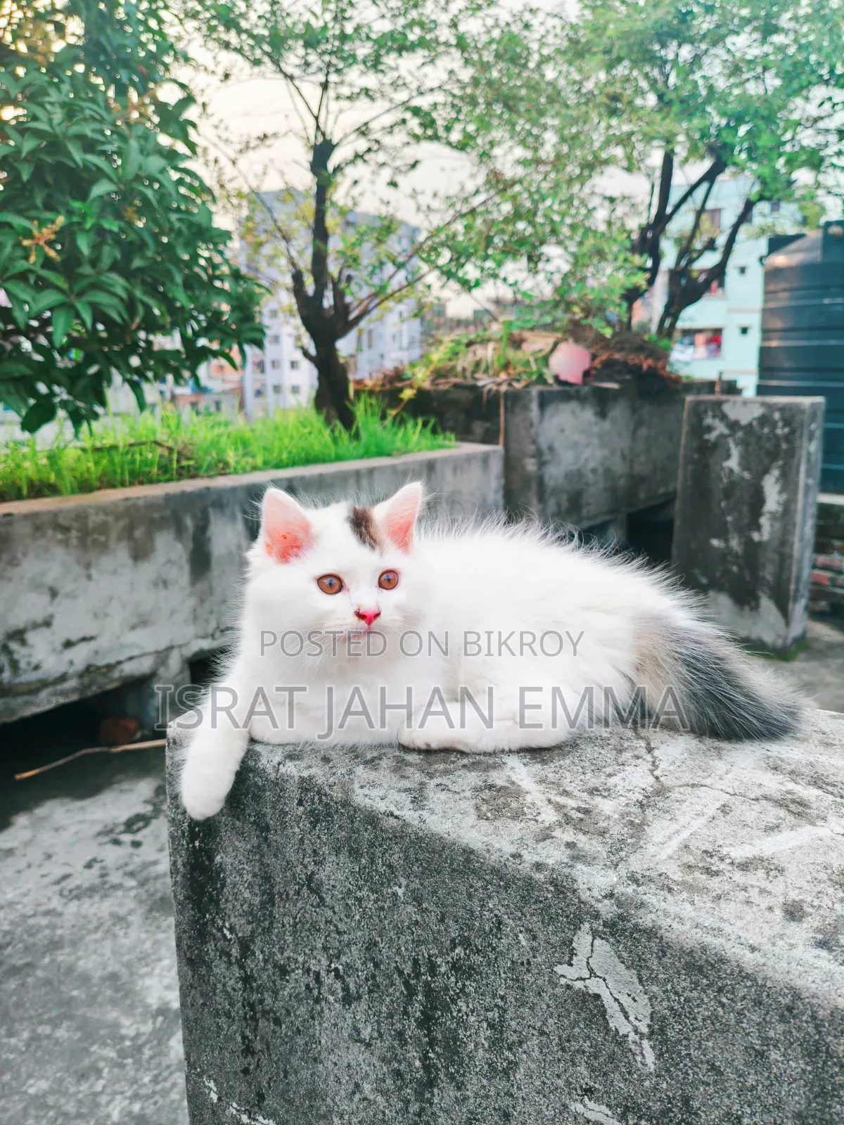 1-3 Months Male Purebred Persian Kitten