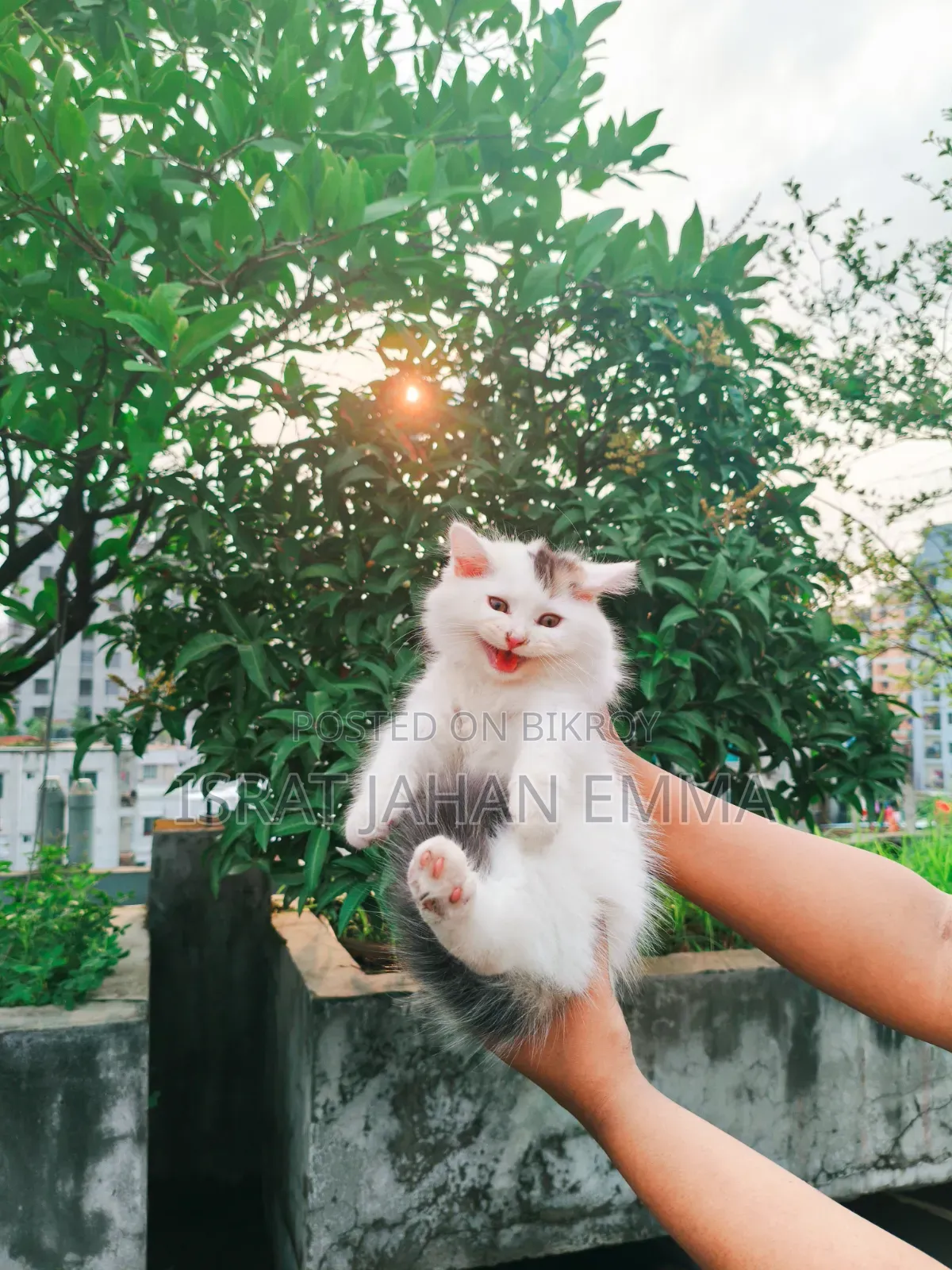 1-3 Months Male Purebred Persian Kitten