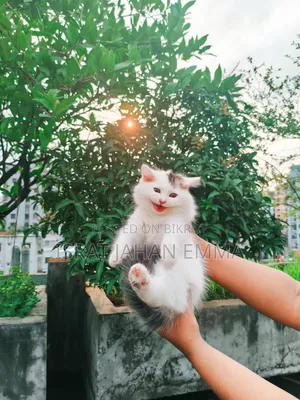 1-3 Months Male Purebred Persian Kitten