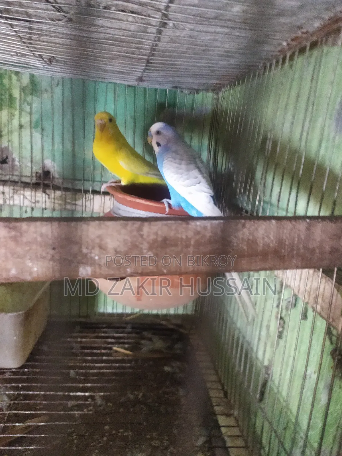 এক জোরা লুটিনো রেড আই বাজিগর বিক্রি হবে