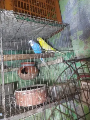 এক জোরা লুটিনো রেড আই বাজিগর বিক্রি হবে