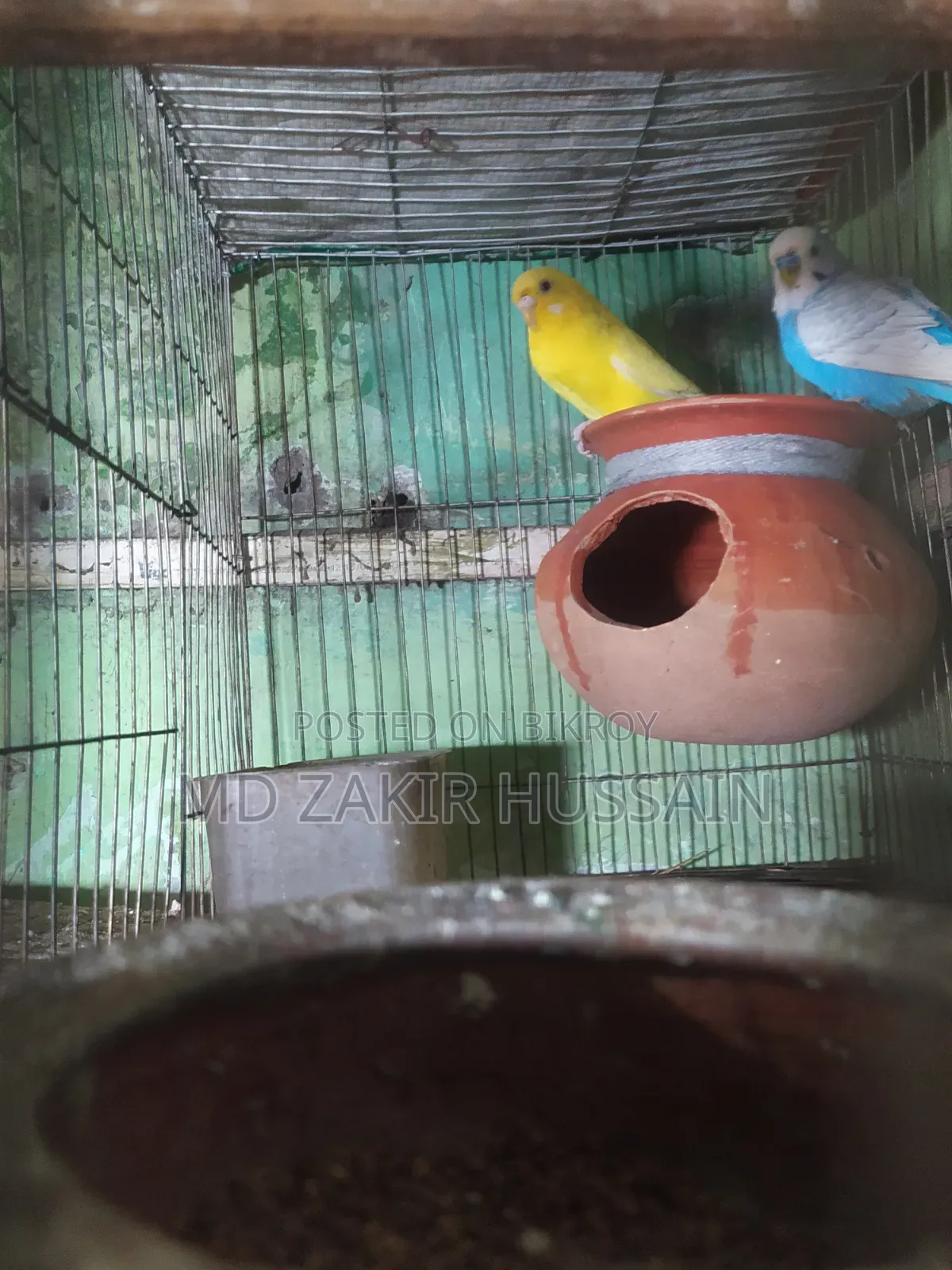 এক জোরা লুটিনো রেড আই বাজিগর বিক্রি হবে