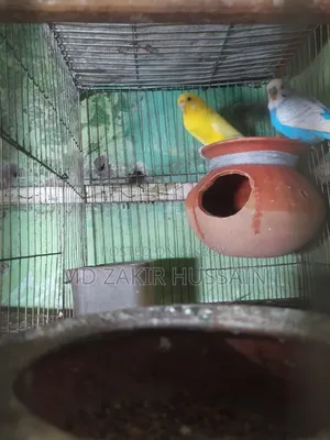 এক জোরা লুটিনো রেড আই বাজিগর বিক্রি হবে