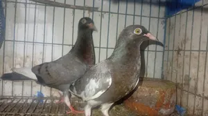 Pair of Pigeons