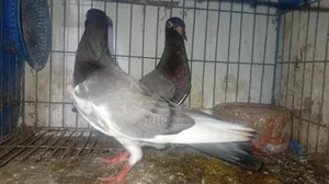 Pair of Pigeons