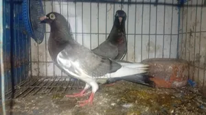 Pair of Pigeons