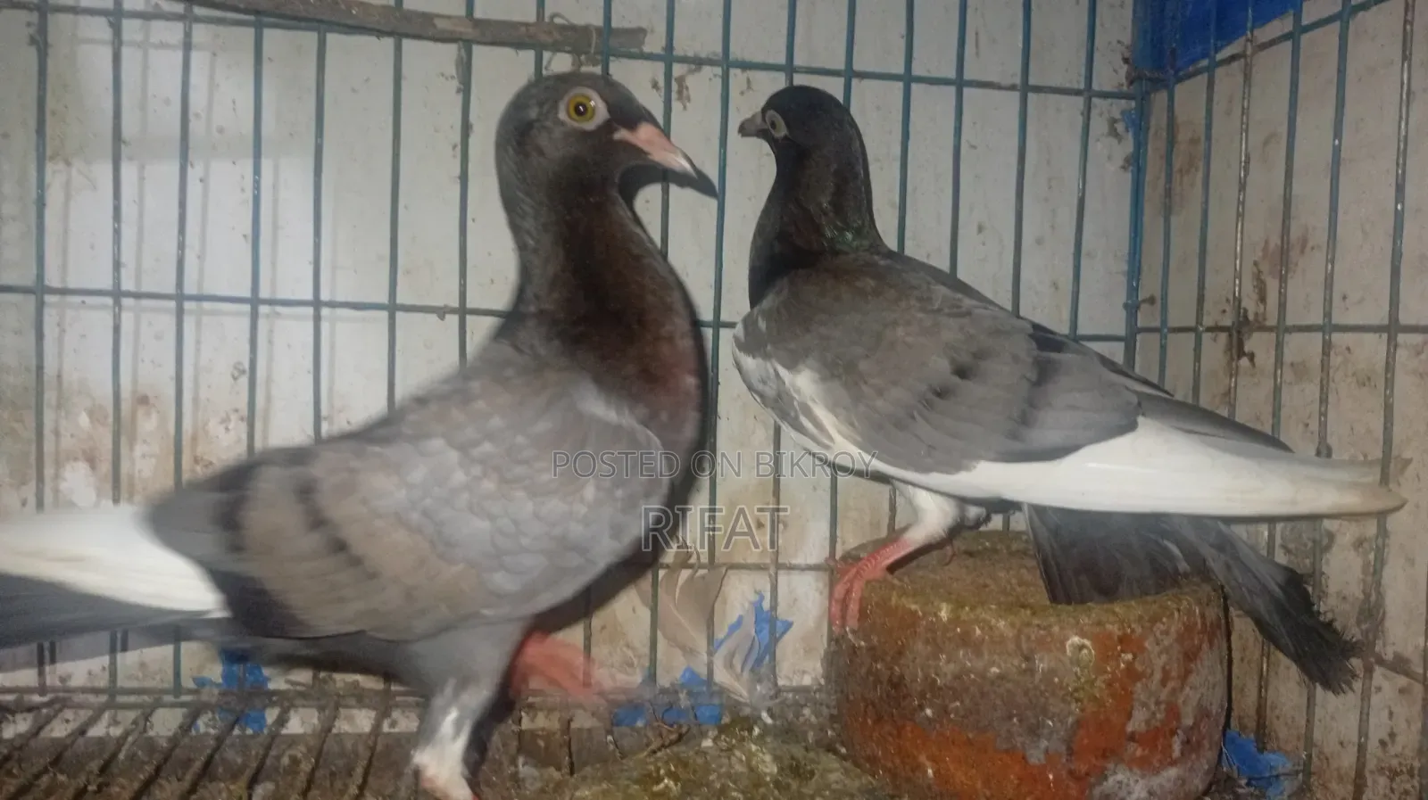 Pair of Pigeons