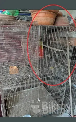Bird Cage