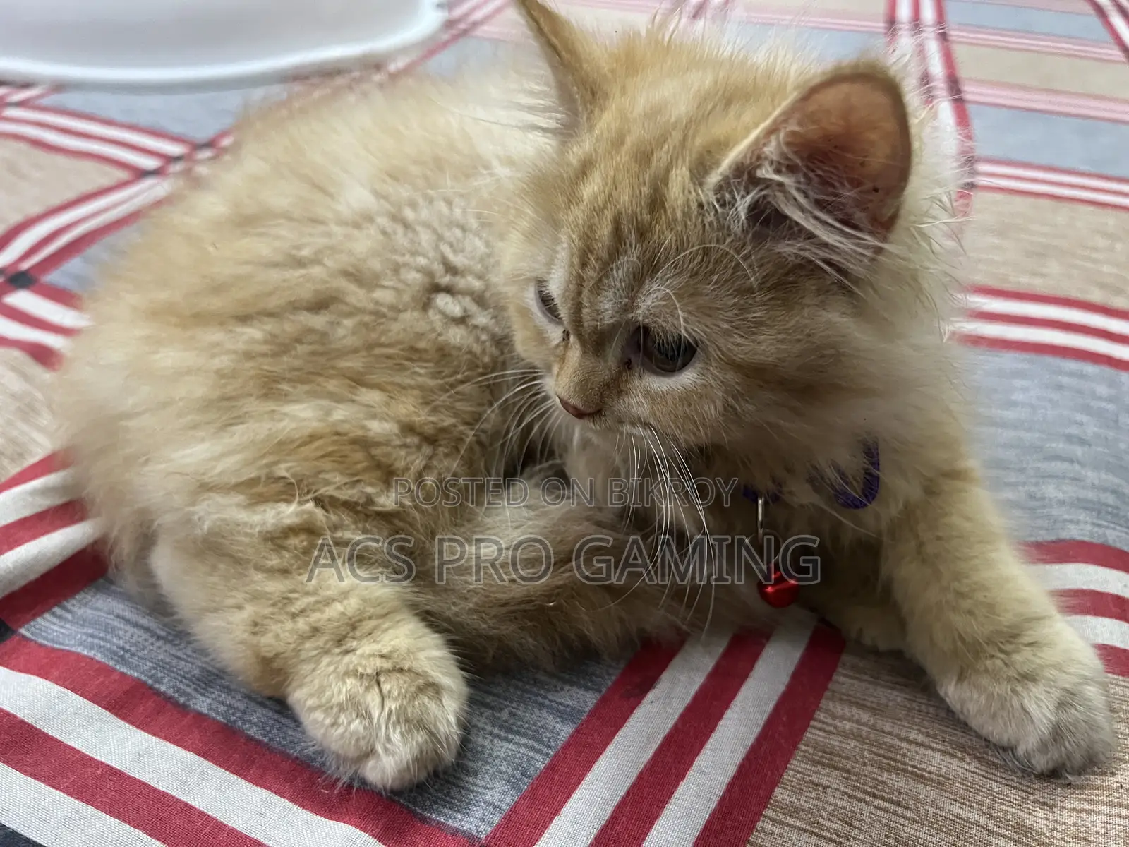3-6 Months Male Purebred Persian