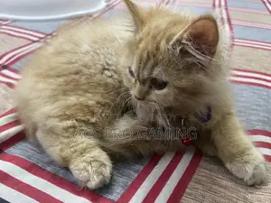 3-6 Months Male Purebred Persian