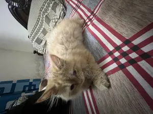 3-6 Months Male Purebred Persian