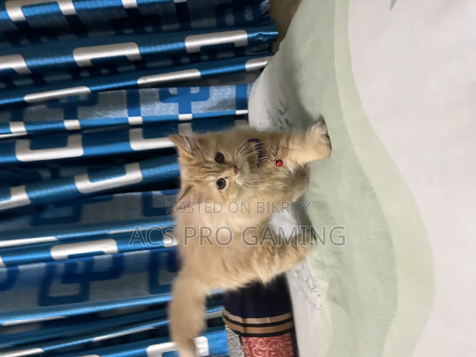 3-6 Months Male Purebred Persian