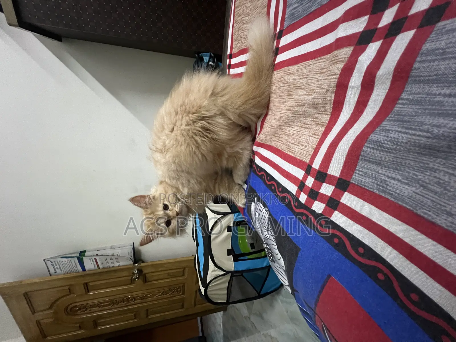 3-6 Months Male Purebred Persian