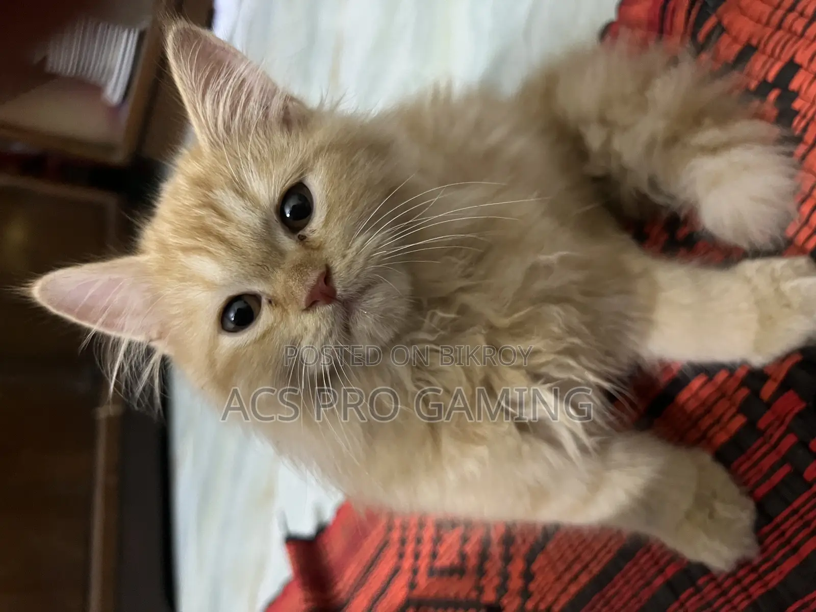 3-6 Months Male Purebred Persian