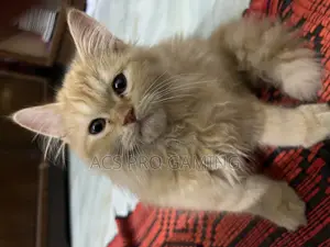 3-6 Months Male Purebred Persian