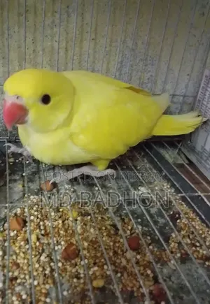 Ringnack Parrot