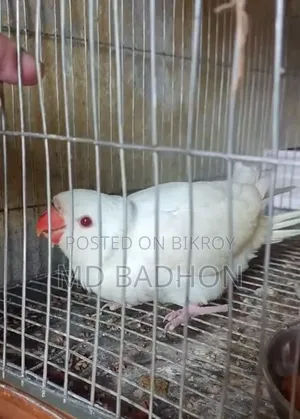 Ringnack Parrot