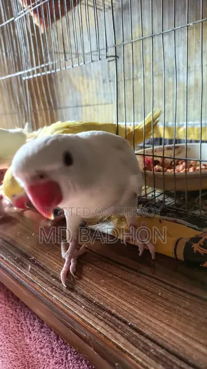 Ringnack Parrot