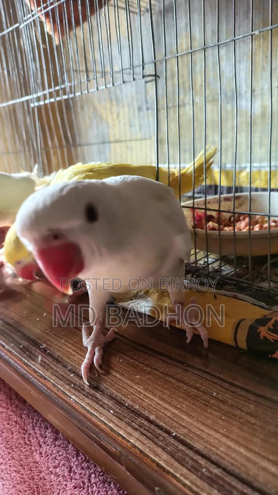 Ringnack Parrot
