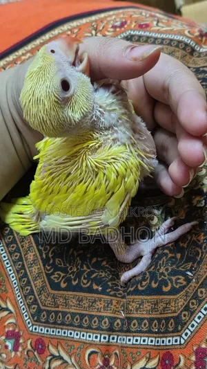 Ringnack Parrot
