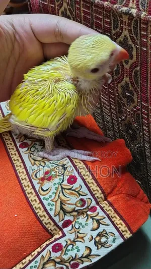 Ringnack Parrot