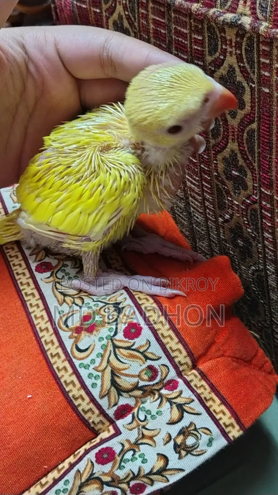Ringnack Parrot