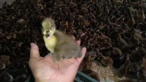 High-Quality One-Day-Old Ducklings for Sale