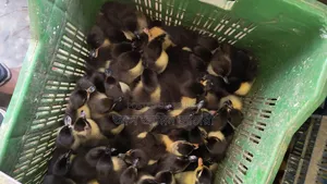 High-Quality One-Day-Old Ducklings for Sale