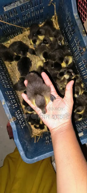 High-Quality One-Day-Old Ducklings for Sale