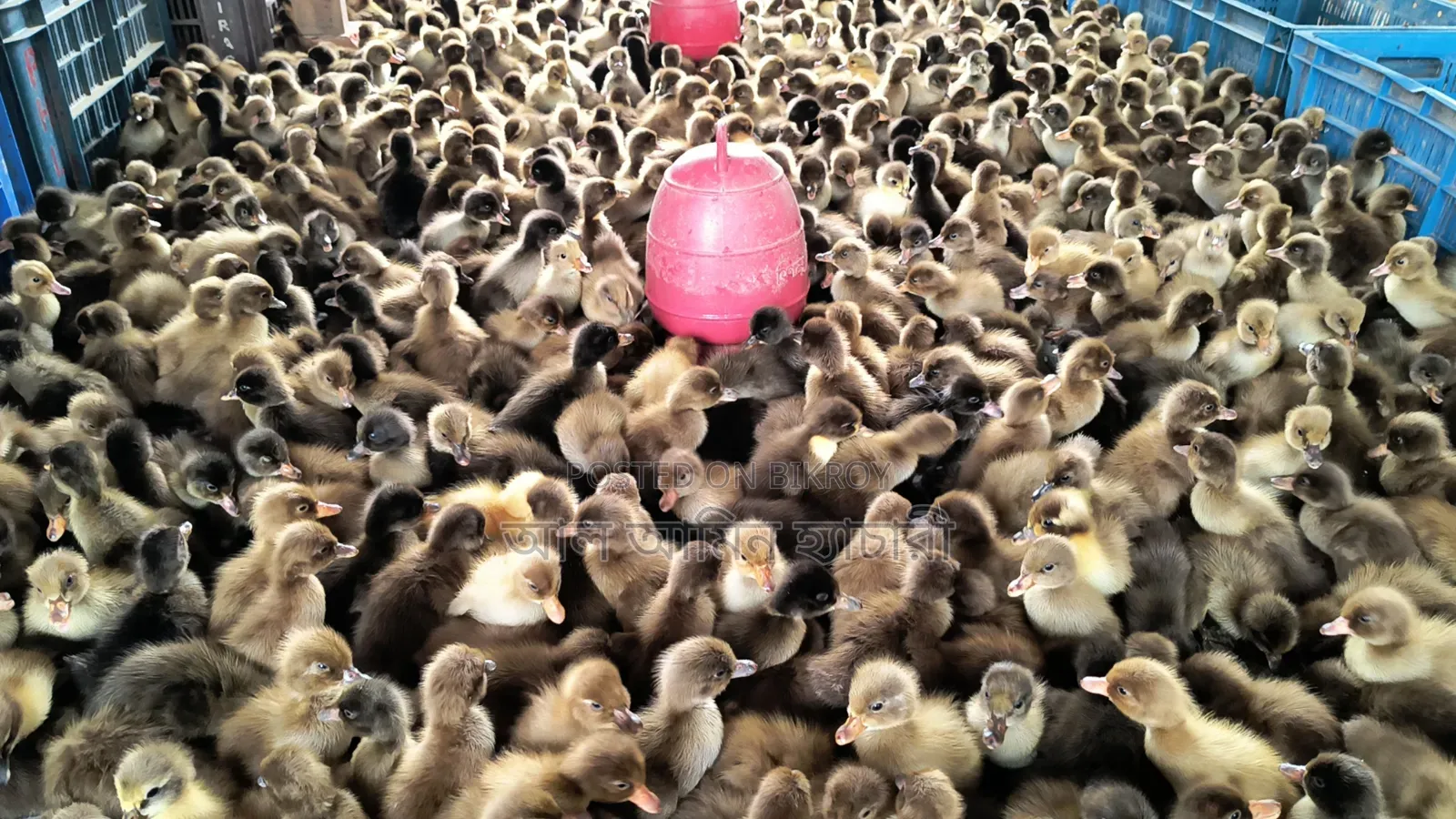 High-Quality One-Day-Old Ducklings for Sale