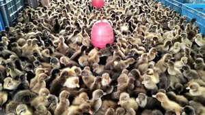 High-Quality One-Day-Old Ducklings for Sale