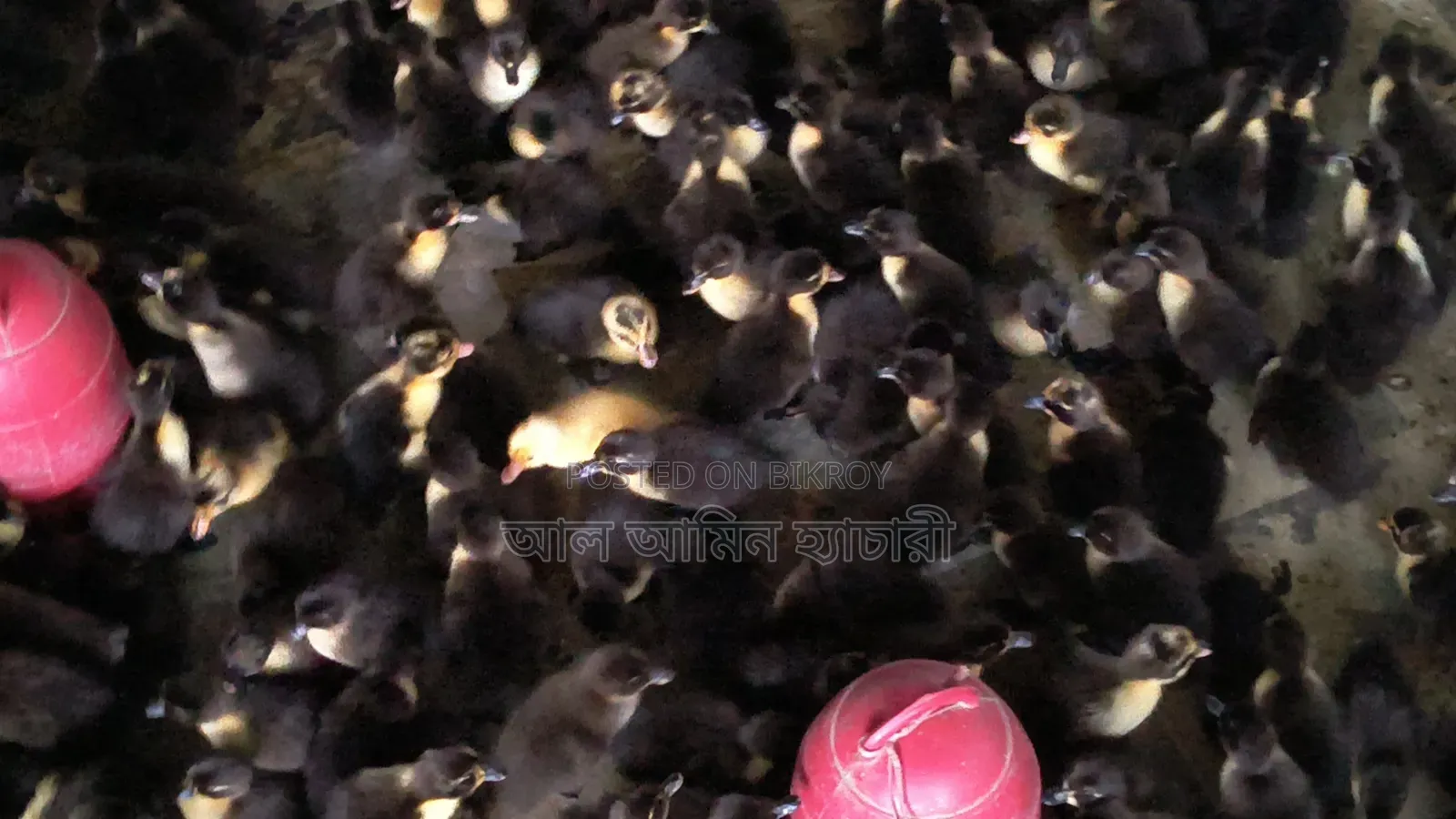 High-Quality One-Day-Old Ducklings for Sale