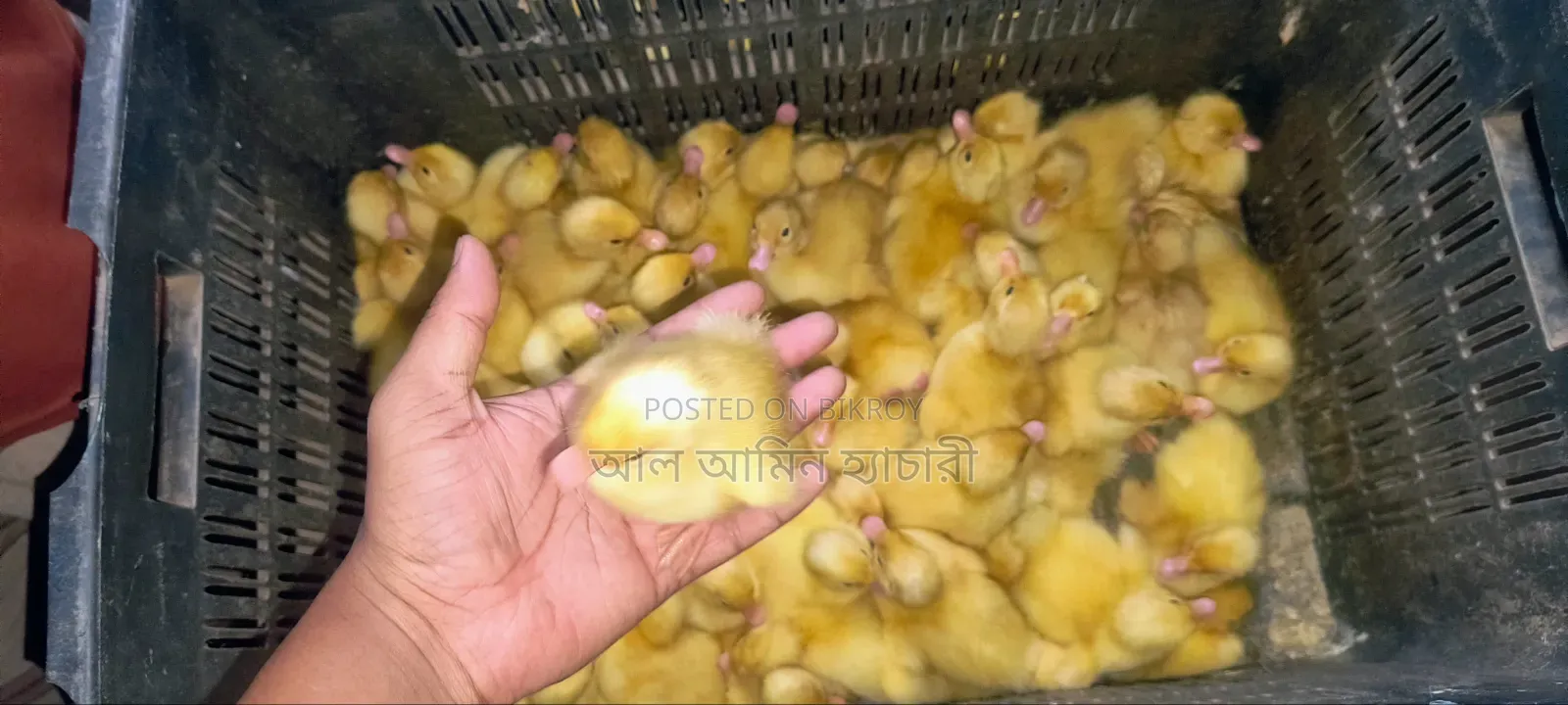 High-Quality One-Day-Old Ducklings for Sale