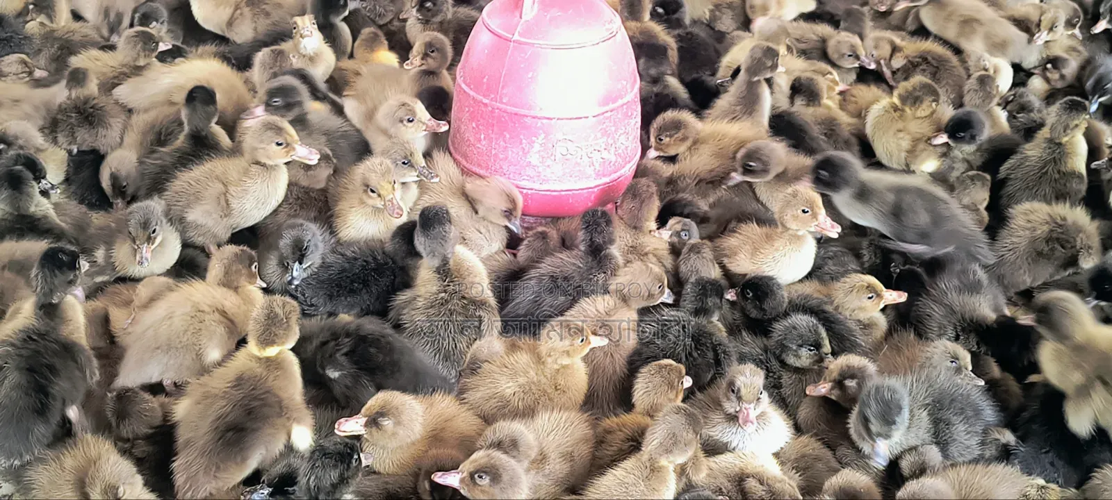 High-Quality One-Day-Old Ducklings for Sale