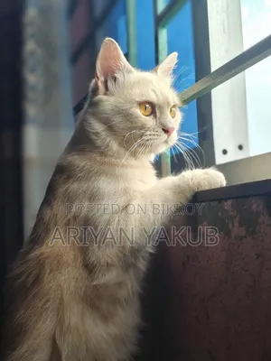 ৬-১২ মাস বয়সী পুরুষ মিক্সড ব্রিড বিড়াল