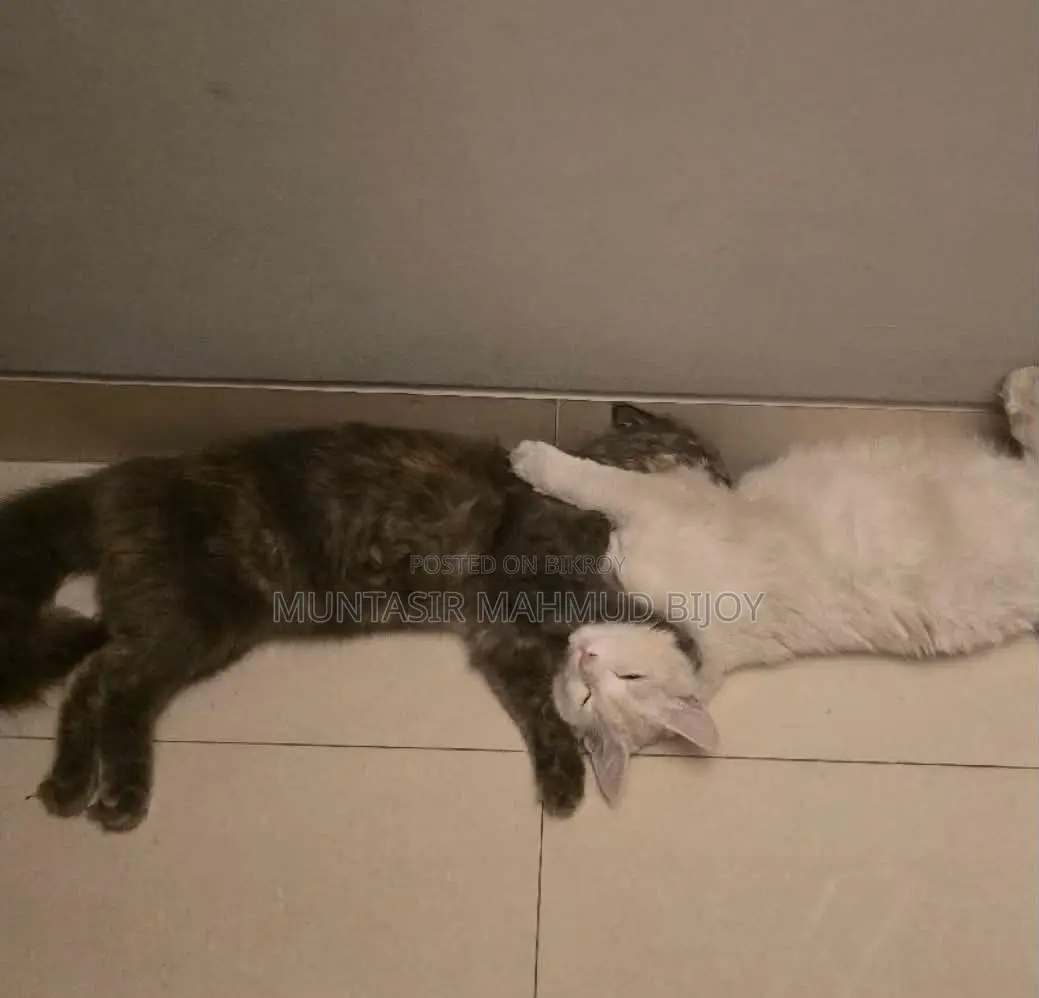 6-12 Months Female Purebred Turkish Van