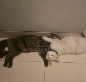 6-12 Months Female Purebred Turkish Van