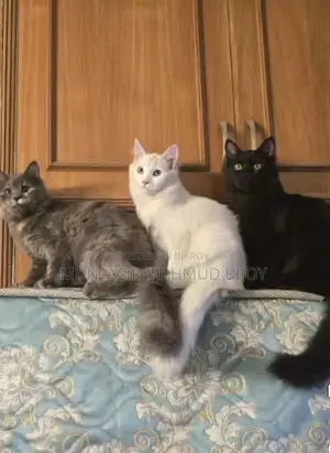 6-12 Months Female Purebred Turkish Van
