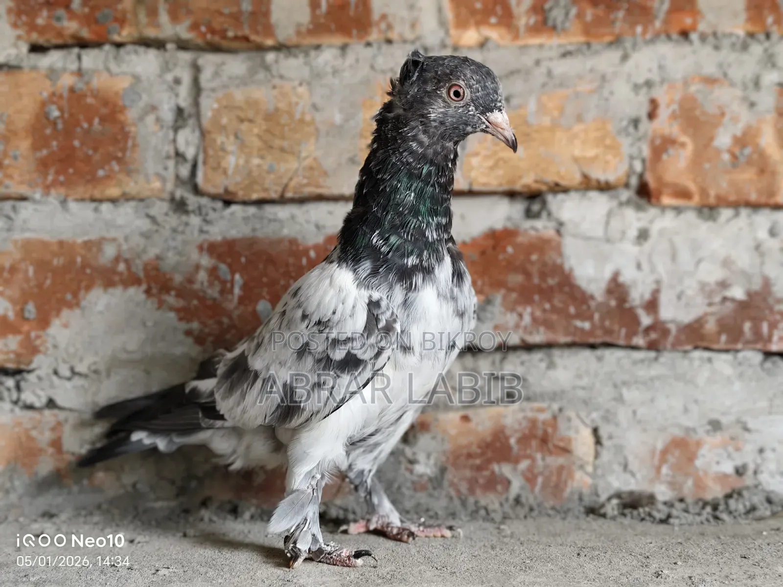 Pigeon for Sale