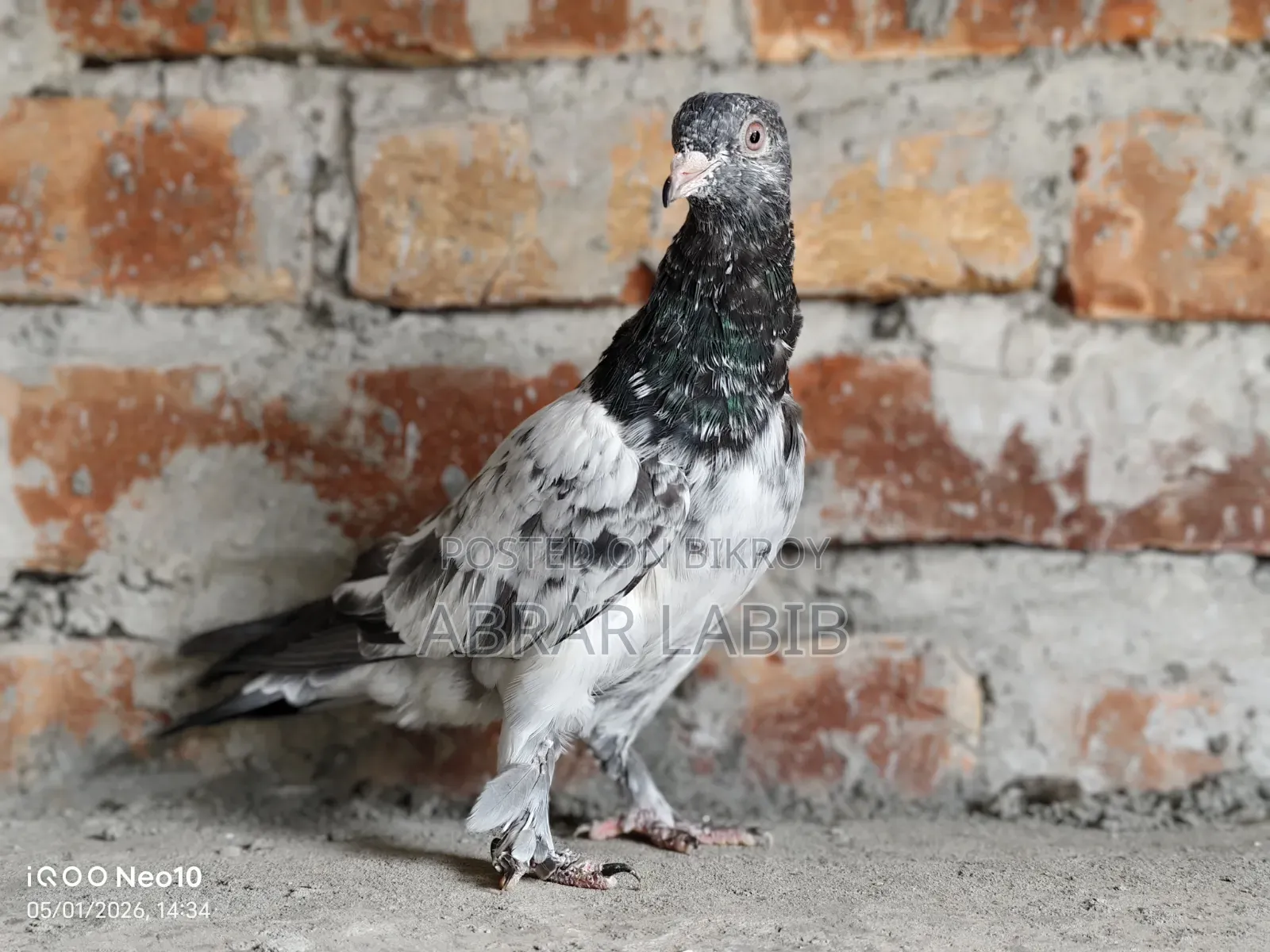 Pigeon for Sale
