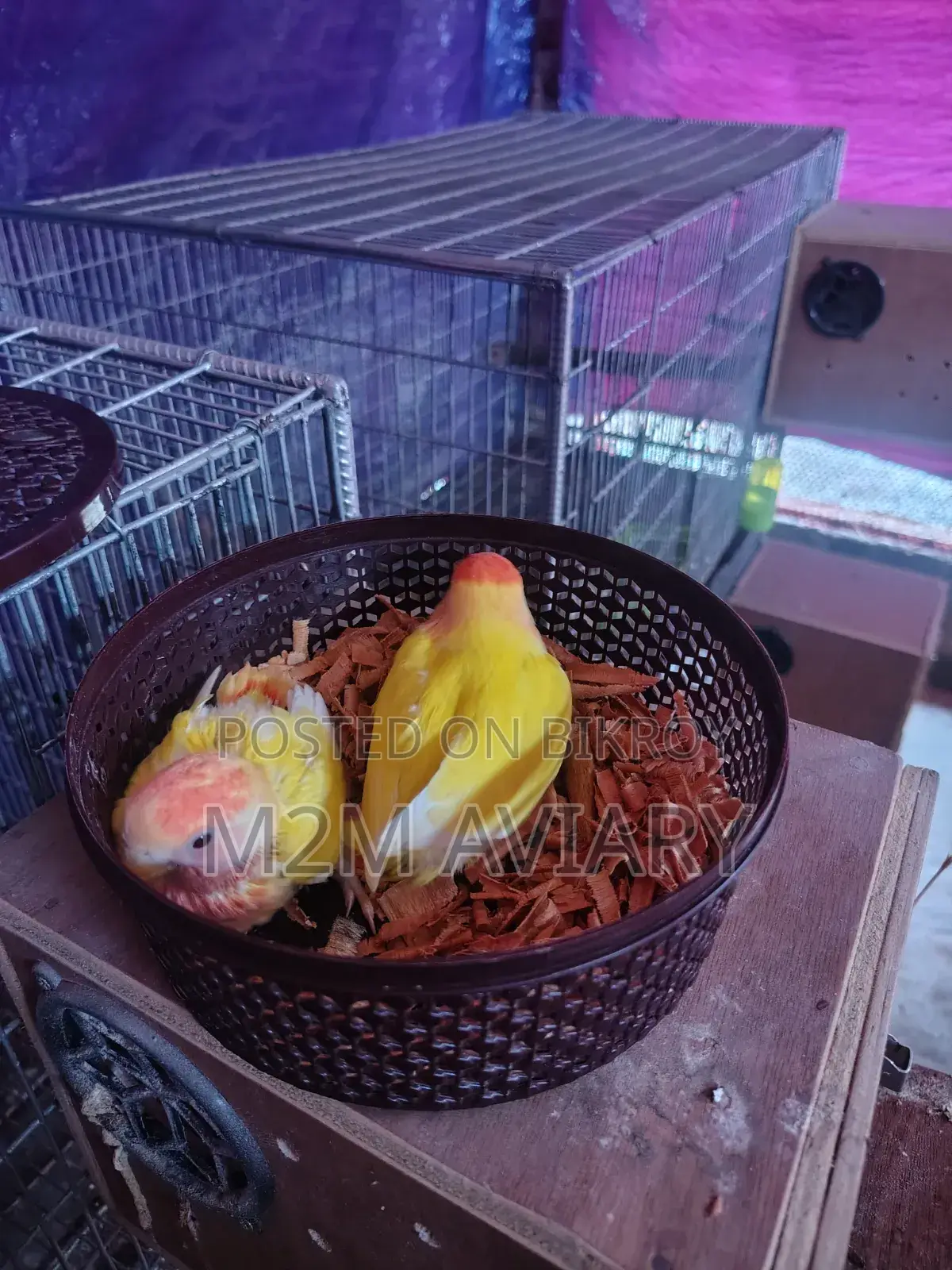 Love Birds Lutino Red Head Opaline