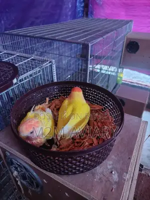 Love Birds Lutino Red Head Opaline