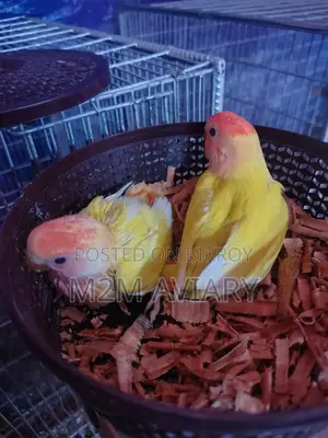 Love Birds Lutino Red Head Opaline