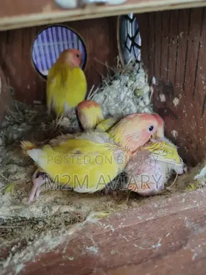 Love Birds Lutino Red Head Opaline