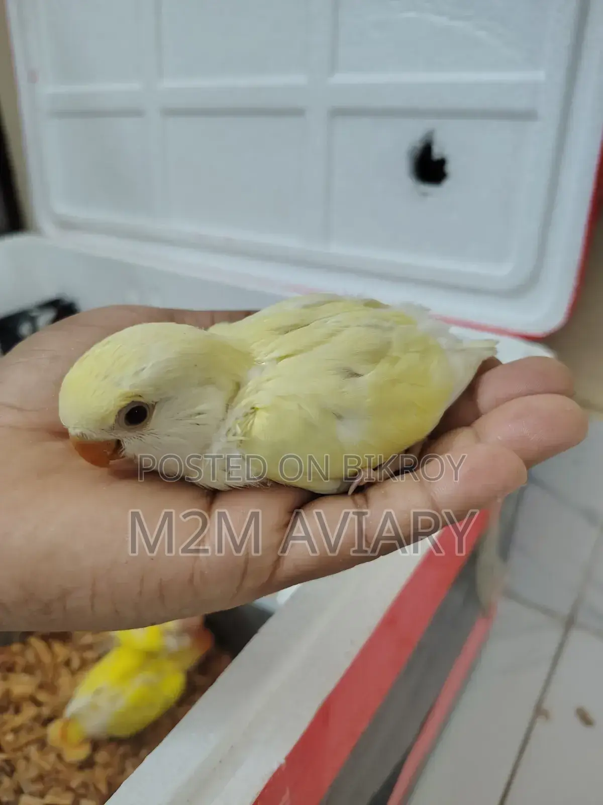 Love Birds Lutino Red Head Opaline