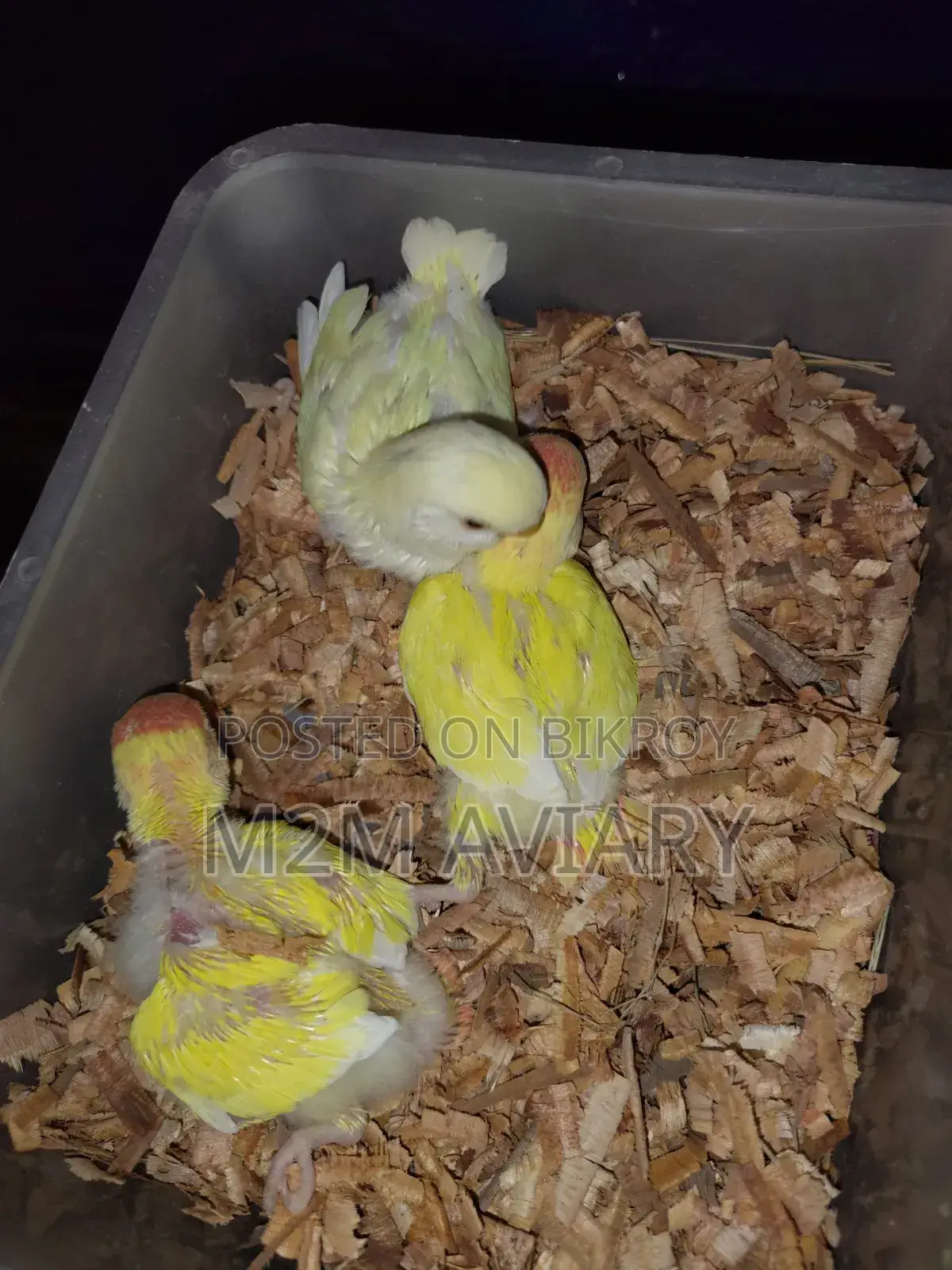 Love Birds Lutino Red Head Opaline