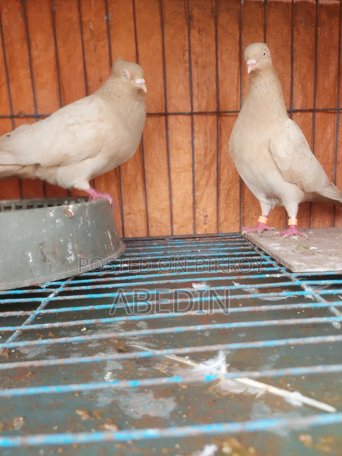 Pigeon Sell
