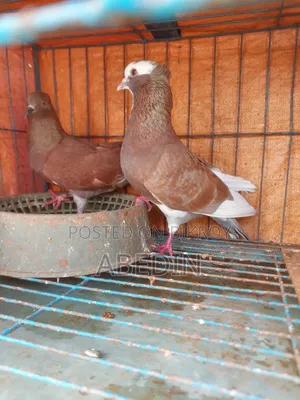 Pigeon Sell